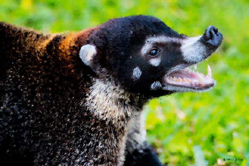Coati